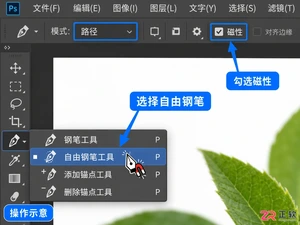 如何用Photoshop磁性钢笔工具快速勾勒轮廓