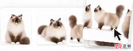 豆包画布猫咪品牌视觉设计:参考照片、风格对比与包装样机