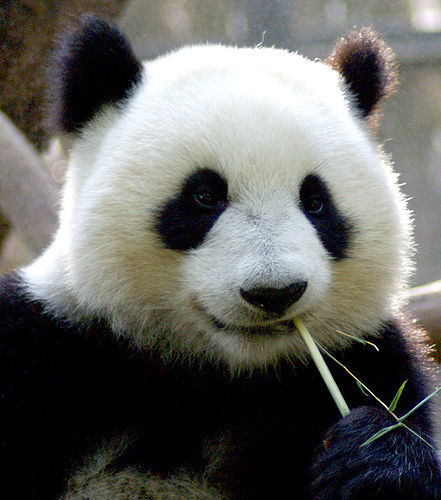 PhotoZoom中图片放大几十倍仍然清晰!