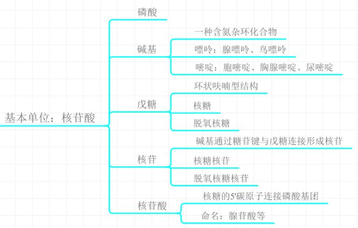 借助iMindMap梳理核酸相关知识