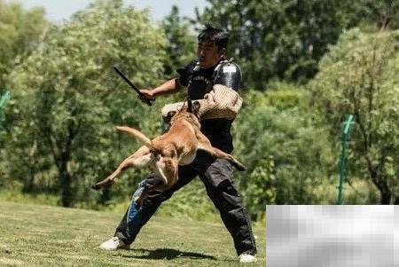 如何挑选优质训犬师培训学校