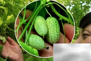 拇指西瓜：小身材大营养