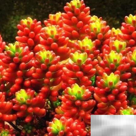虹之玉多肉怎么养？美丽秘诀揭秘