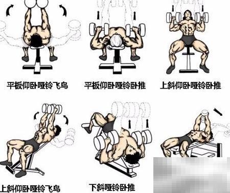 哑铃训练全攻略：新手必看