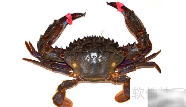 海蟹和河蟹的区别详解