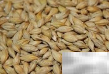 大麦饲料发酵方法与配方详解