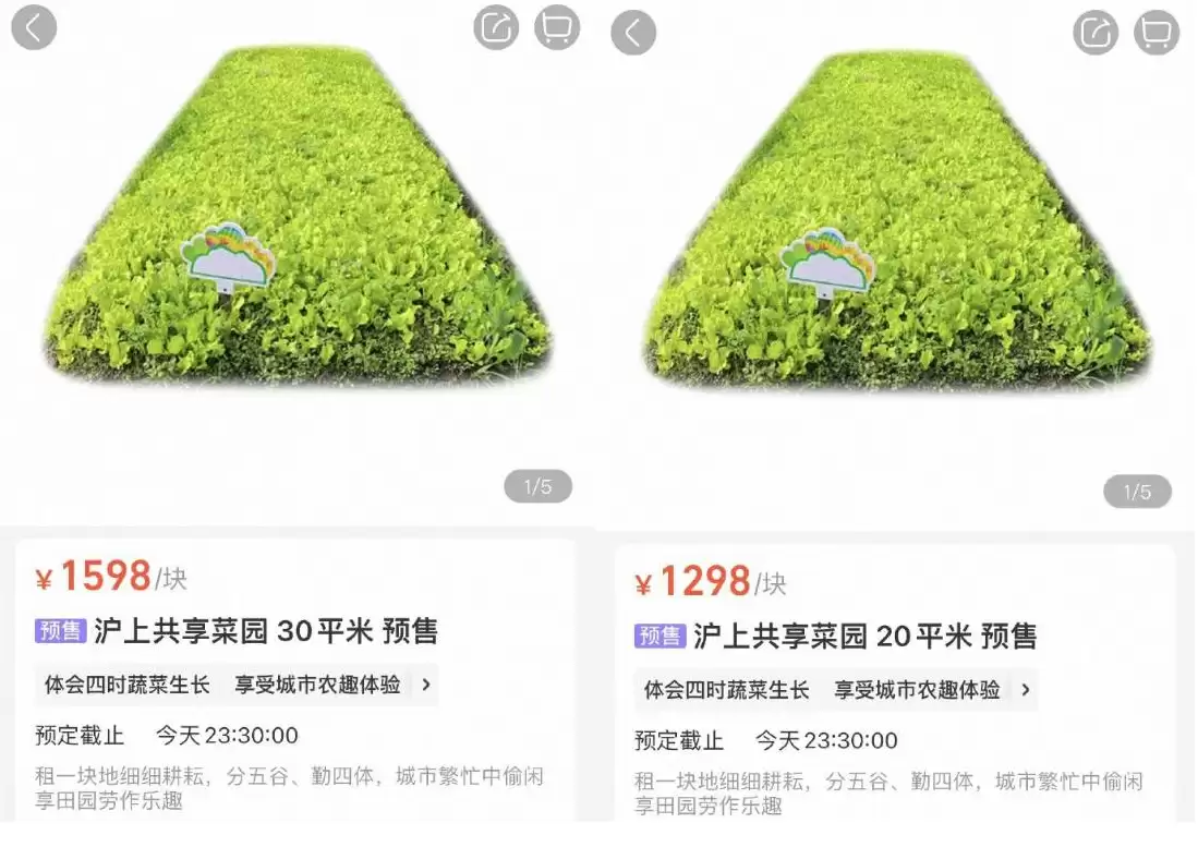 盒马上线共享菜园 30平菜地1598元:包含一年菜园使用权与园内收成