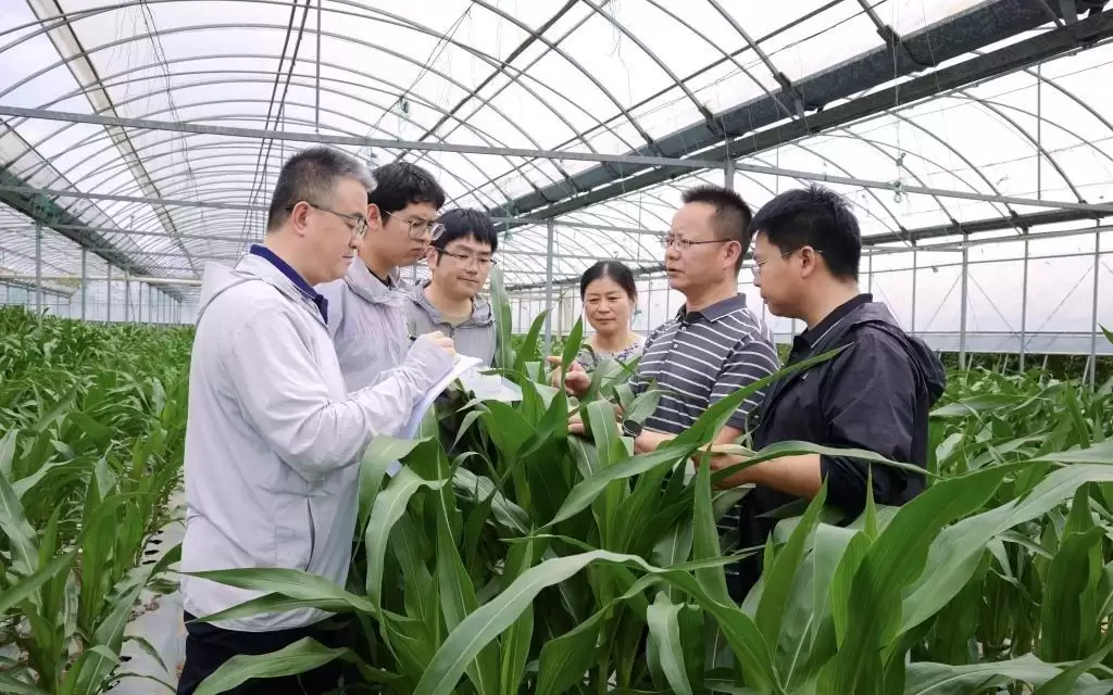 大幅提高玉米蛋白含量!中国科学家最新研究有望缓解饲料粮短缺难题