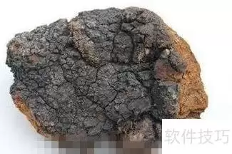 桦褐孔菌食用方法全攻略