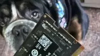 好家伙！狗子啃坏96G内存条 一口下去好几千块没了