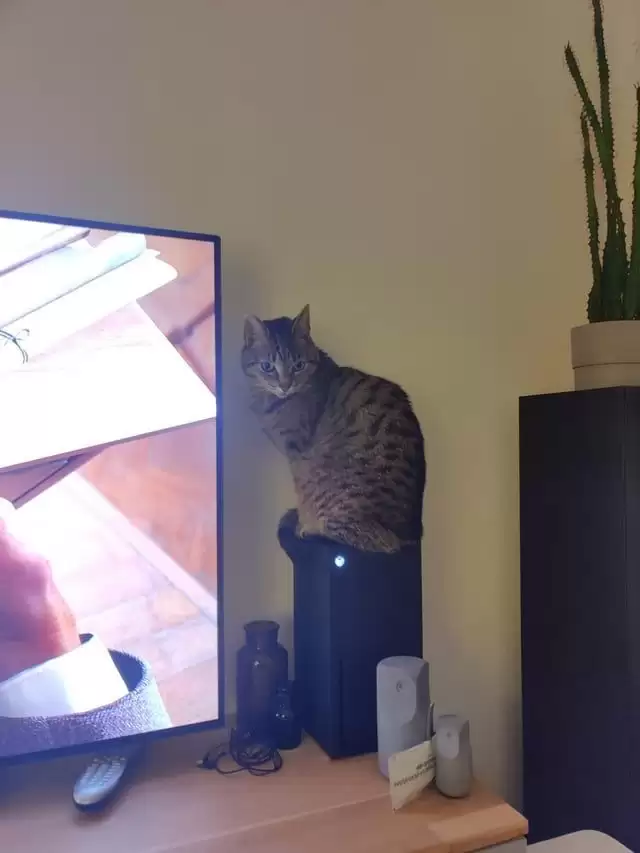 猫趴Xbox致散热下降，网友巧用防尘罩解决顽疾