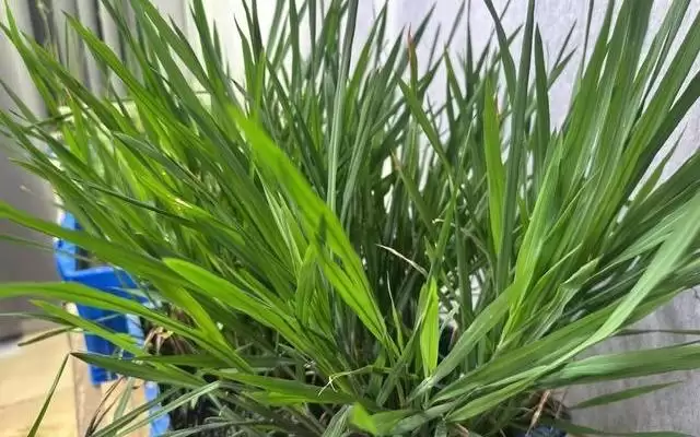 活力中国调研行｜粮食安全的答案，藏在基因里