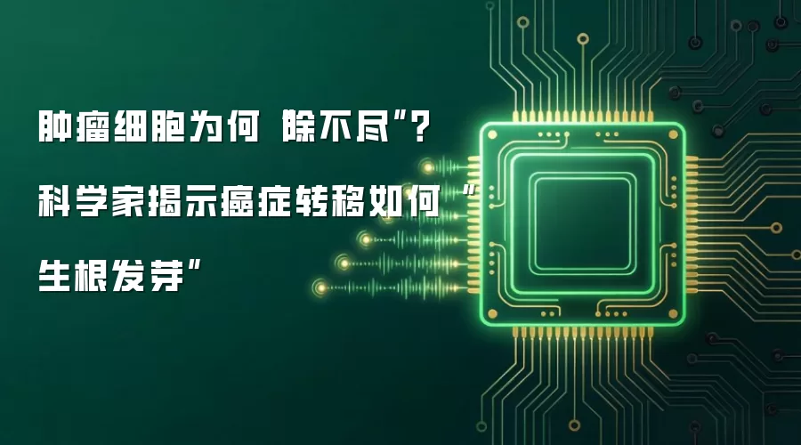 肿瘤细胞为何“除不尽”?科学家揭示癌症转移如何“生根发芽”