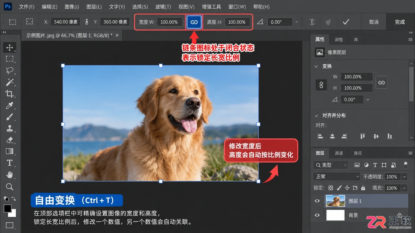 Photoshop图层大小怎么调整?等比例缩放与尺寸设置